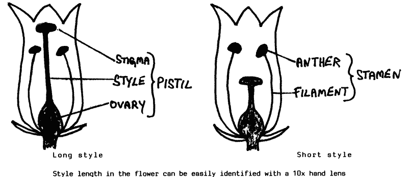 Sketch of male and female carambola flowers.
