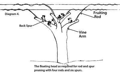 The floating head required for pruning with four rods and six spurs.