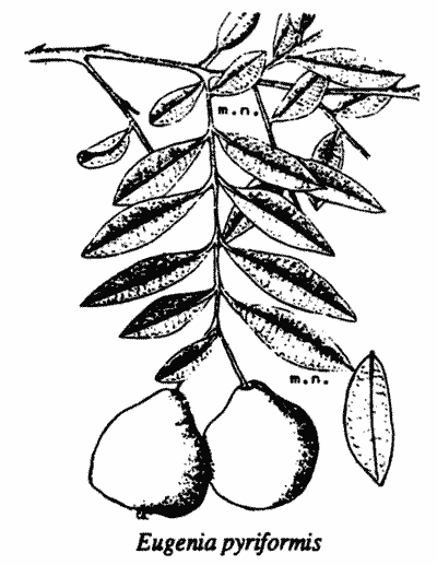 Eugenia pyriformis