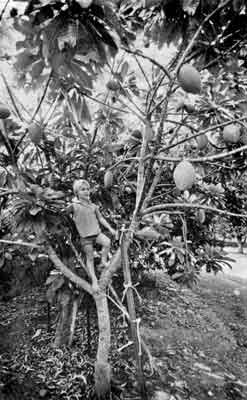 Photo of 5-year-old Mamey Sapote tree.