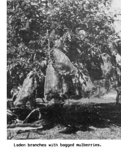 Photo of Mulberry tree with laden branches in bags.