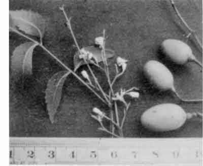Photo of Neem fruits, flowers and leaves.
