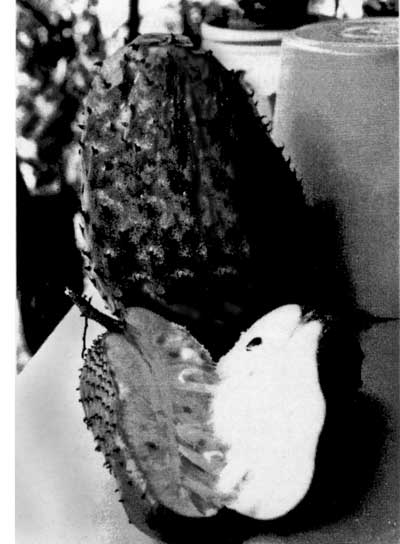 Photo of an ordinary size soursop next to a very large Puerto Rican soursop.