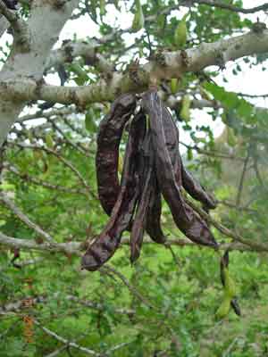 Jaboticaba photo