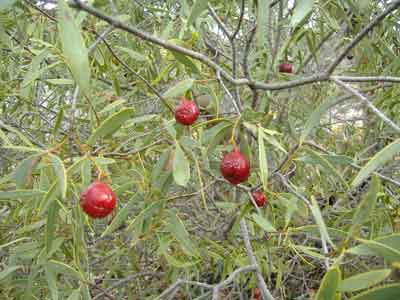 Quandong photo