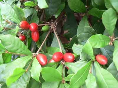 Miracle Fruit photo