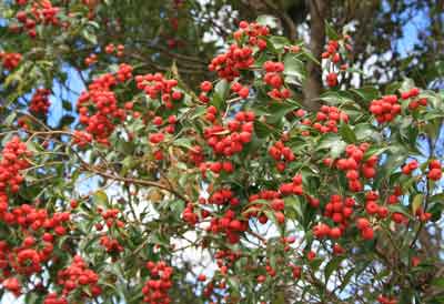 Riberry photo