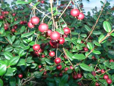 Myrtus ugni photo