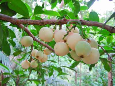 Syzygium moorei photo